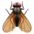 🪰